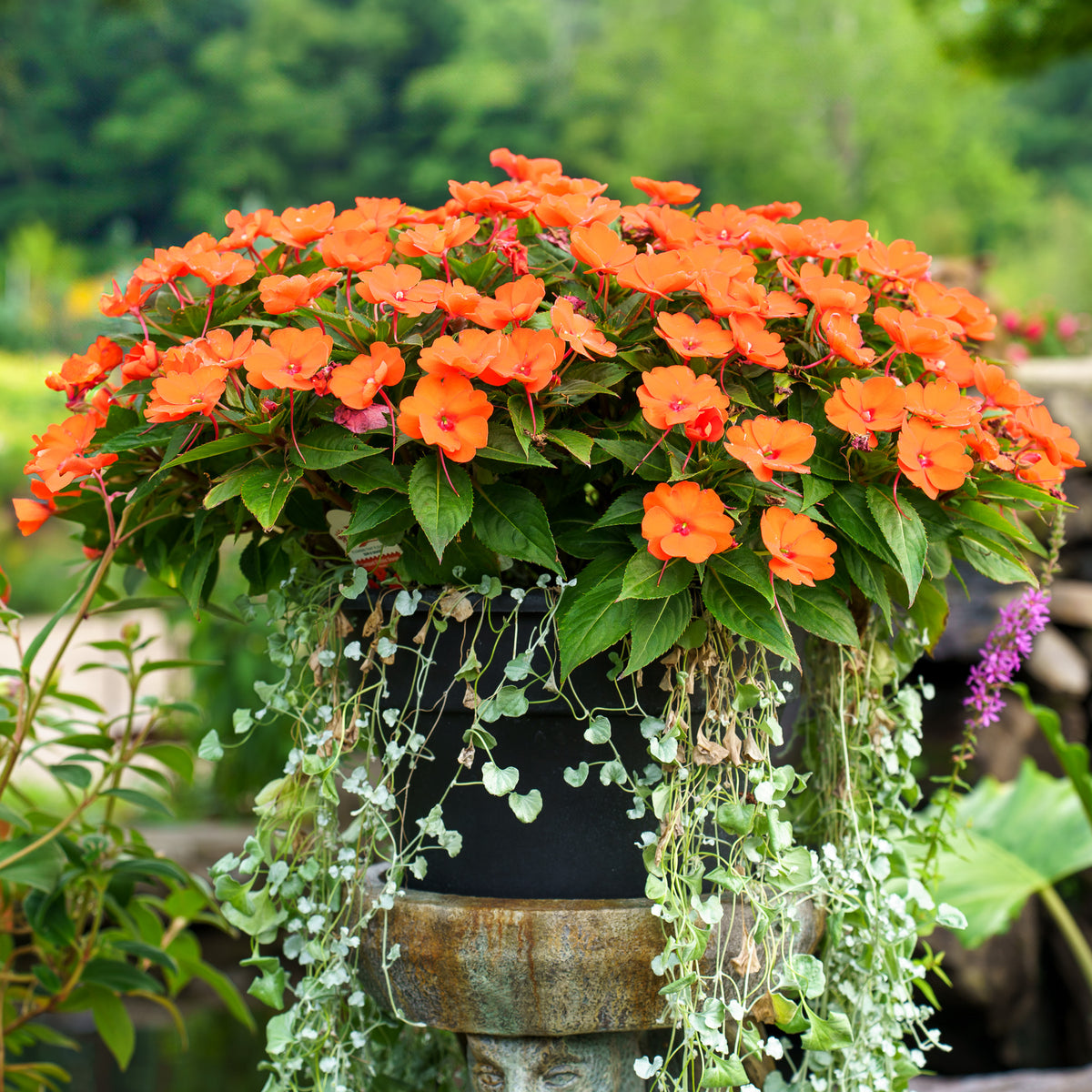 hanging impatiens plants SunPatiens Impatiens – Plant Detectives
