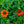 Load image into Gallery viewer, SunSeekers Mineola Coneflower