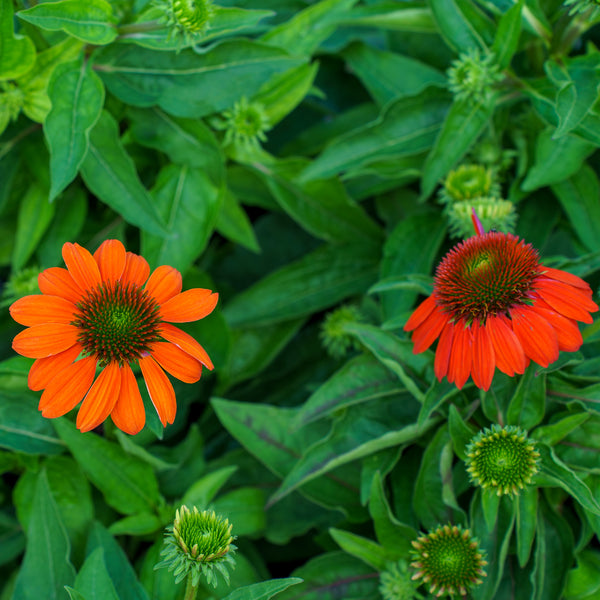 SunSeekers Mineola Coneflower