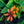 Load image into Gallery viewer, SunSeekers Mineola Coneflower