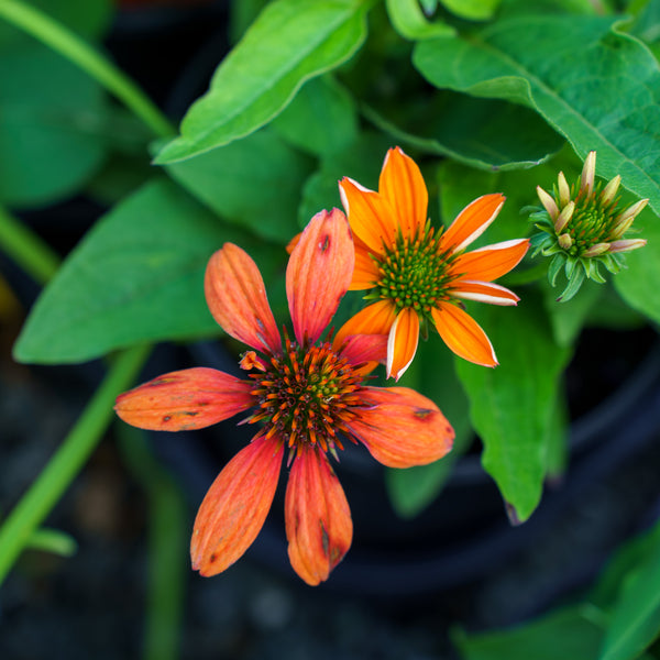 SunSeekers Mineola Coneflower