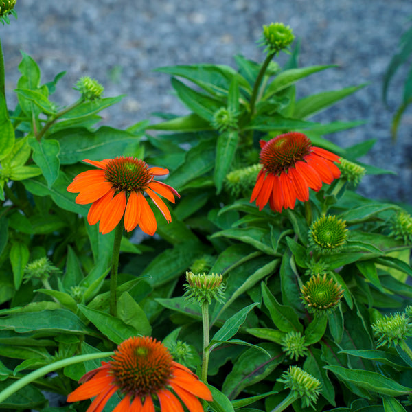 SunSeekers Mineola Coneflower