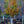 Load image into Gallery viewer, Sun Valley Red Maple
