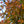 Load image into Gallery viewer, Sun Valley Red Maple