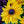 Load image into Gallery viewer, Sunbeckia