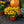 Load image into Gallery viewer, Sunbeckia