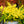 Load image into Gallery viewer, Sunjoy Citrus Barberry - Barberry - Shrubs
