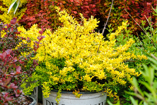 Sunjoy Citrus Barberry