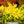 Load image into Gallery viewer, Sunjoy Citrus Barberry - Barberry - Shrubs