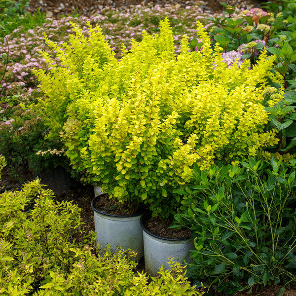 Sunjoy Golden Pillar Barberry