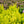 Load image into Gallery viewer, Sunjoy Golden Pillar Barberry