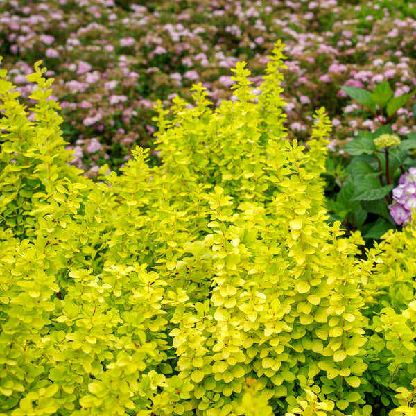 Sunjoy Golden Pillar Barberry