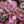 Load image into Gallery viewer, Sunjoy Mini Maroon Barberry - Barberry - Shrubs