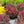 Load image into Gallery viewer, Sunjoy Mini Maroon Barberry - Barberry - Shrubs