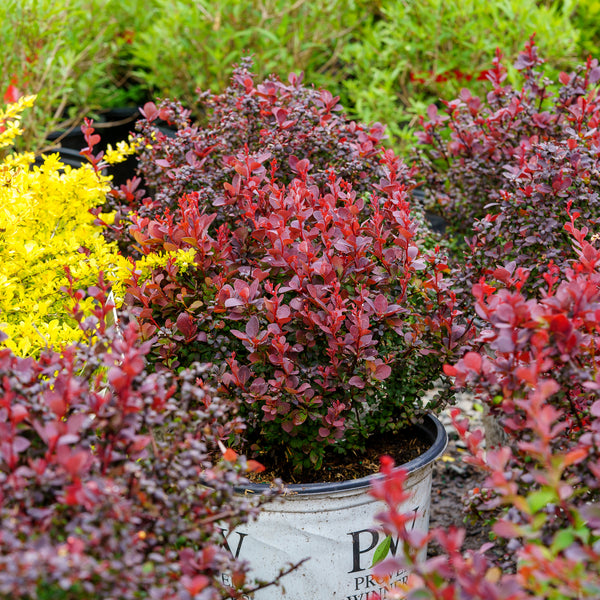 Sunjoy Mini Maroon Barberry