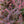 Load image into Gallery viewer, Sunjoy Mini Maroon Barberry
