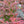 Load image into Gallery viewer, Sunjoy Tangelo Barberry