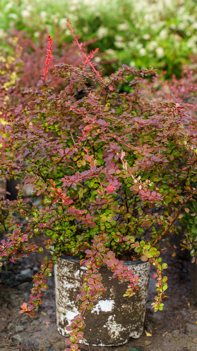 Sunjoy Tangelo Barberry – Plant Detectives