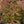 Load image into Gallery viewer, Sunjoy Tangelo Barberry