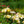 Load image into Gallery viewer, Sunny Knock Out Rose