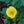 Load image into Gallery viewer, Sunny Knock Out Rose