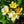 Load image into Gallery viewer, Sunny Knock Out Rose