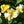 Load image into Gallery viewer, Sunny Knock Out Rose