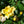Load image into Gallery viewer, Sunny Knock Out Rose