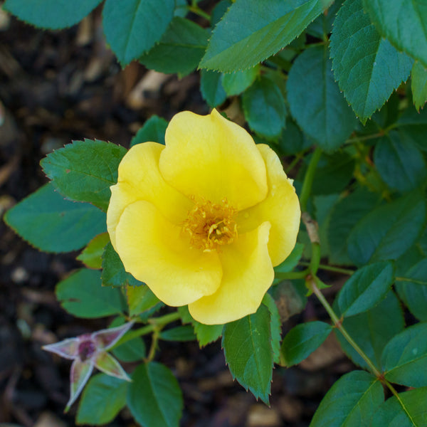 Sunny Knock Out Rose