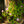 Load image into Gallery viewer, Sunny Susy Glow Black-Eyed Susan Vine