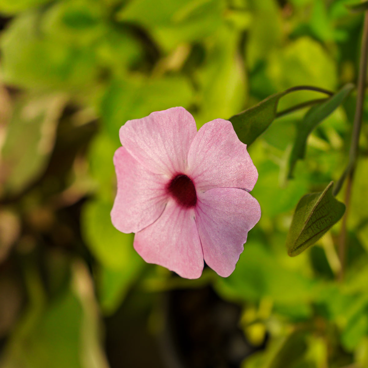thunbergia rose sensation seeds Sunny Susy Glow Black-Eyed Susan Vine – Plant Detectives