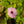 Load image into Gallery viewer, Sunny Susy Glow Black-Eyed Susan Vine