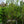 Load image into Gallery viewer, Sunsation Magnolia