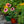 Load image into Gallery viewer, SunSeekers Rainbow Coneflower