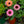 Load image into Gallery viewer, SunSeekers Rainbow Coneflower