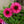 Load image into Gallery viewer, Sweet Fuchsia Coneflower