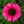 Load image into Gallery viewer, Sweet Fuchsia Coneflower