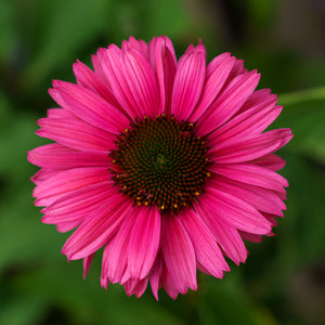 Sweet Fuchsia Coneflower