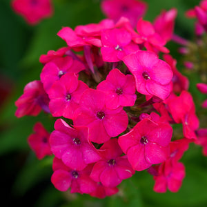 Sunset Coral Tall Garden Phlox