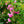 Load image into Gallery viewer, Super Dorothy Climbing Rose
