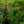 Load image into Gallery viewer, Super Dorothy Climbing Rose