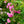 Load image into Gallery viewer, Super Dorothy Climbing Rose