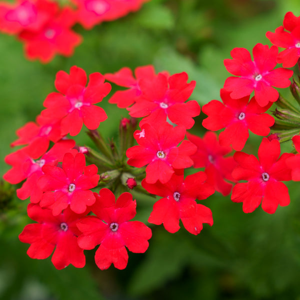 Superbena Verbena Series