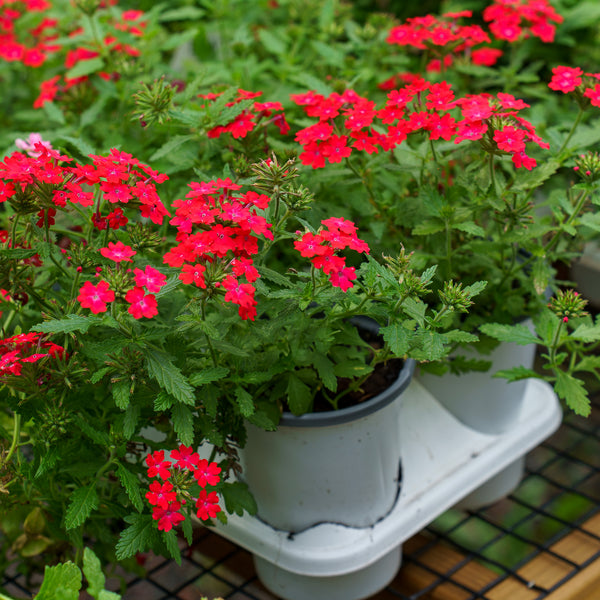 Superbena Verbena Series