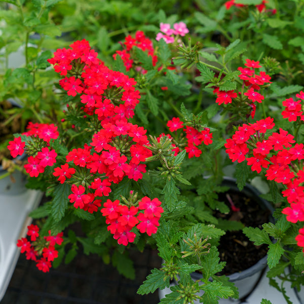 Superbena Verbena Series