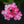 Load image into Gallery viewer, Superbena Verbena Series