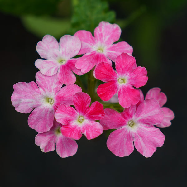Superbena Verbena Series