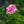 Load image into Gallery viewer, Superbena Verbena Series