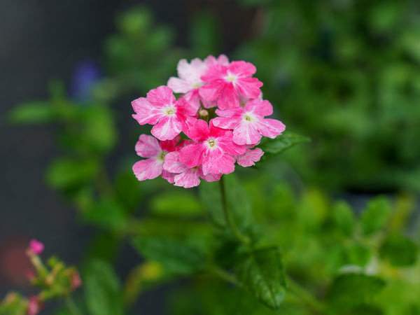 Superbena Verbena Series