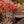 Load image into Gallery viewer, Suzanne Dwarf Fothergilla